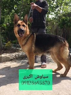 buy-sell entertainment-sports pets فروش سگ ژرمن شپرد - گواهی اصالت در هر دم!
