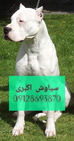 buy-sell entertainment-sports pets داگو آرژانتینی با قدرت و شجاعت