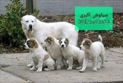 buy-sell entertainment-sports pets الابای روسی مناسب نگهبانی و دامداری