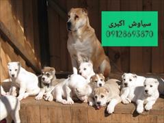 buy-sell entertainment-sports pets سگ الابای روسی نسل خرس سر و کله دار برای گله و باغ