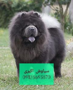 buy-sell entertainment-sports pets سگ چاو چاو سوپر فلت چمپیون آموزش دیده
