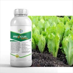 industry agriculture agriculture خرید سم قارچ‌کش Previcur Energy برای رشد بهتر کاهو