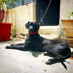 buy-sell entertainment-sports pets فروش توله سگ گریت دین نگهبان خوش فرم