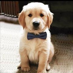 buy-sell entertainment-sports pets فروش سگ خانگی نژاد گلدن با اصالت 