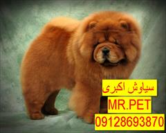 buy-sell entertainment-sports pets فروش ویژه توله سگ اصیل گلدن رتریور | تضمین سلامت 