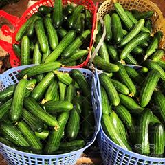 industry agriculture agriculture قیمت بذر خیار _ بذر خیار تالیسیا 
