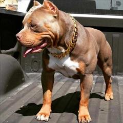 buy-sell entertainment-sports pets فروش سگ پیت بول اصیل و چشم رنگی