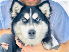 buy-sell entertainment-sports pets فروش توله هاسکی سیبرین