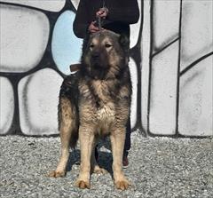 buy-sell entertainment-sports pets فروش سگ های درشت قفقازی