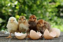 industry livestock-fish-poultry livestock-fish-poultry جوجه مرغ بومی 