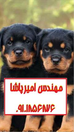 buy-sell entertainment-sports pets فروش سگ‌های گلدن رتریور اصیل در مجموعه امیرپاشا 