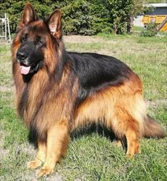 buy-sell entertainment-sports pets توله ژرمن کینگ سایز - فروش سگ ژرمن کینگ