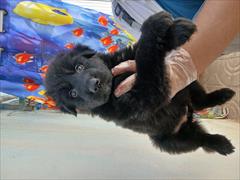 buy-sell entertainment-sports pets توله ژرمن بلک
