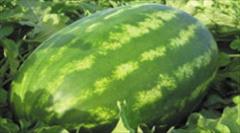 industry agriculture agriculture عرضه و فروش بذر آدنا 