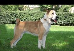 buy-sell entertainment-sports pets انواع سگ گله ی نر و ماده ی سرابی