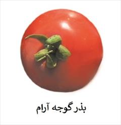 industry agriculture agriculture فروش بذر گوجه فضای باز آرام - بذر گوجه درجه1