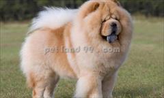 industry other-industries other-industries قیمت آرایش حیوانات خانگی