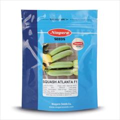 industry agriculture agriculture قیمت بذر کدو آتلانتا 