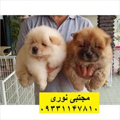 buy-sell entertainment-sports pets چاوچاو: همراهی برای آرامش خانواده