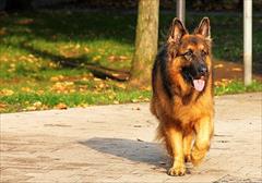 buy-sell entertainment-sports pets  فروش سگ ژرمن شپرد نر و ماده 