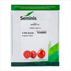 industry agriculture agriculture فروش بذر گوجه برنتا سیمینس