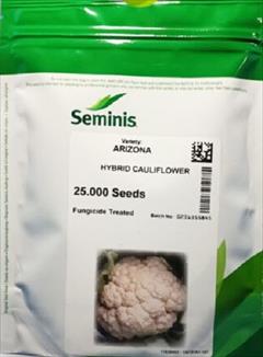 industry agriculture agriculture بذر گل کلم آریزونا