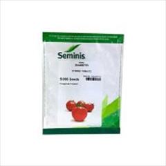 industry agriculture agriculture فروش بذر گوجه فرنگی 4592 سیمینس 