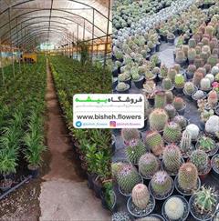 industry agriculture agriculture  فروشگاه بیشه: فروش بذر،سم،کود،خاک جوانه زنی