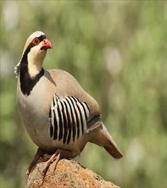 industry livestock-fish-poultry livestock-fish-poultry فروش تخم نطفه دار کبک