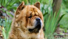 buy-sell entertainment-sports pets فروش مولدهای بی نظیر عالی سگ چاو چاو زینتی_ نگهبان