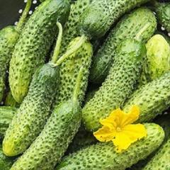 industry agriculture agriculture بذر خیار mc 18
