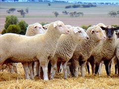 industry livestock-fish-poultry livestock-fish-poultry خرید و فروش دام زنده