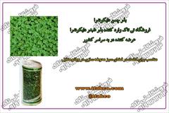 industry agriculture agriculture  کاشت چمن دایکوندرا در گلدان 09197443453
