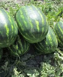 industry agriculture agriculture فروش بذر هندوانه دنور 