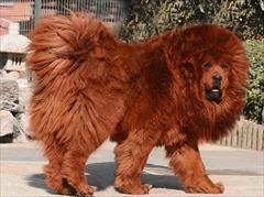 buy-sell entertainment-sports pets فروش سگ تبت ماستیف - قیمت سگ ماستیف