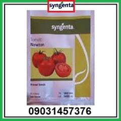 industry agriculture agriculture فروش عمده و خرده بذر گوجه گلخانه ای نیوتون سینجنتا