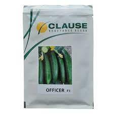 industry agriculture agriculture بذر خیار آفیسر