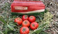 industry agriculture agriculture توزیع و فروش بذر گوجه تایفون