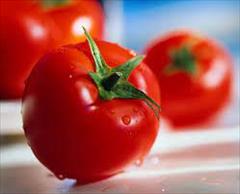 industry agriculture agriculture توزیع و فروش بذر گوجه پتو پراید 6