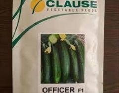 industry agriculture agriculture بذر خیار هیبرید  آفیسر کلوز...... OFFICER F1