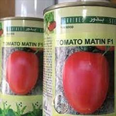 industry agriculture agriculture فروش بذر گوجه متین اف یک