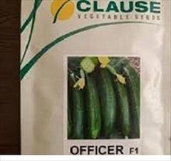 industry agriculture agriculture قیمت بذر خیار آفیسر کلوز