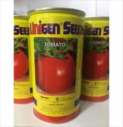 industry agriculture agriculture فروش بذر گوجه فرنگی یونیژن توزیع عمده و خرده