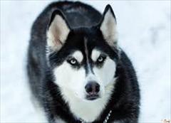buy-sell entertainment-sports pets توله سگ هاسکی چشم آبی و گشنیز کامل