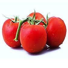 industry agriculture agriculture عرضه و فروش بذر گوجه باسییمو