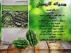 industry agriculture agriculture  بذر هندوانه کاریستان سینجینتا