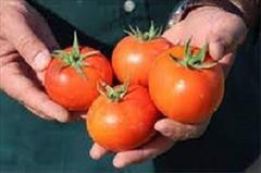 industry agriculture agriculture فروش بذر گوجه فرنگی زودرس تارا