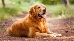 buy-sell entertainment-sports pets سگ گلدن رتریور (گلدن رتریور Golden Retriever)