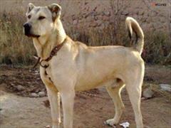 buy-sell entertainment-sports pets فروش معدود سگ سرابی بگیر گله