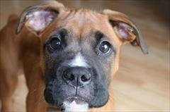 buy-sell entertainment-sports pets فروش انواع سگ های باکسر بی باک نگهبان خانواده